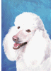 [Poodle White Dog Banner]