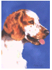 [Welsh Springer Spaniel Dog Banner]