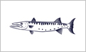 [Barracuda - Fisherman's Catch Flag]