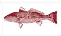 [Redfish - Fisherman's Catch Flag]