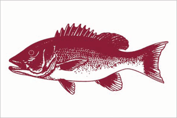 Red Snapper fisherman's catch flag
