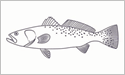 [Speckled Seatrout - Fisherman's Catch Flag]