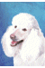 [Dog banners]
