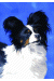 [Dog banners]