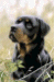 [Dog banners]