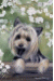 [Dog banners]