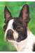[Dog banners]