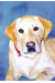 [Dog banners]